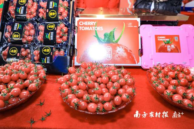 活動(dòng)現(xiàn)場(chǎng)，遂溪千禧果深受與會(huì)嘉賓的喜愛  南方農(nóng)村報(bào) 吳秒衡 拍攝