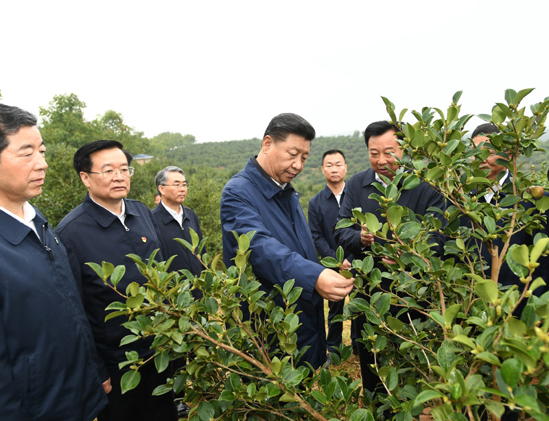 　　9月16日至18日，中共中央總書記、國家主席、中央軍委主席習(xí)近平在河南考察。這是17日上午，習(xí)近平來到信陽市光山縣槐店鄉(xiāng)司馬光油茶園，實地察看油茶樹種植和掛果情況。新華社記者 謝環(huán)馳 攝