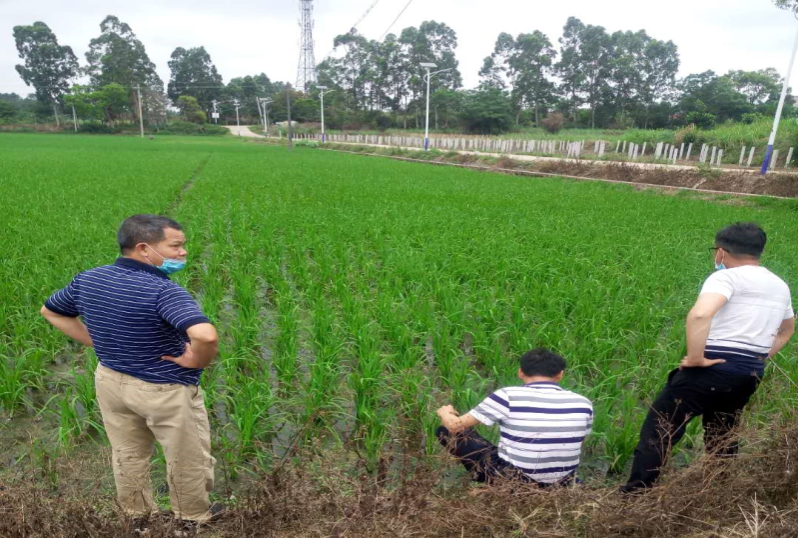 2.4月20日，種植業(yè)股會(huì)同周志強(qiáng)高級(jí)農(nóng)藝師到洋青鎮(zhèn)高產(chǎn)綠色創(chuàng)建項(xiàng)目基地檢查蟲情.jpg