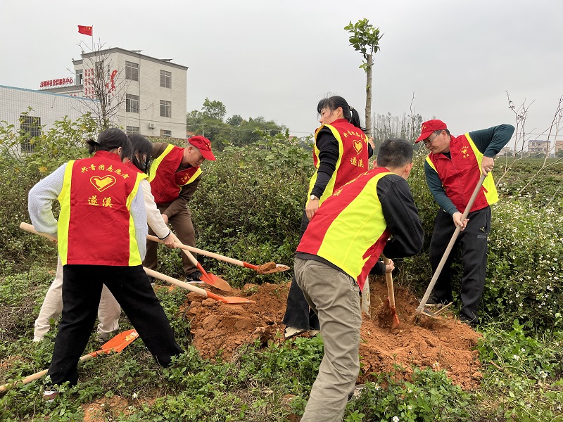 圖6：樂(lè)民中學(xué)老師在調(diào)神村植樹(shù)點(diǎn)植樹(shù).jpg